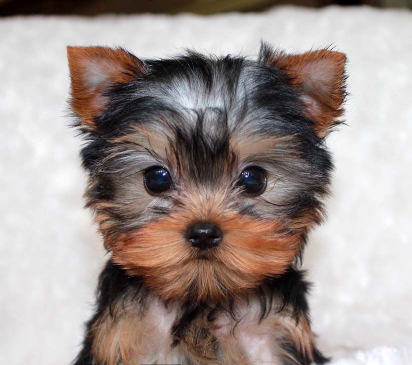 Teacup yorkies for sale near discount me cheap